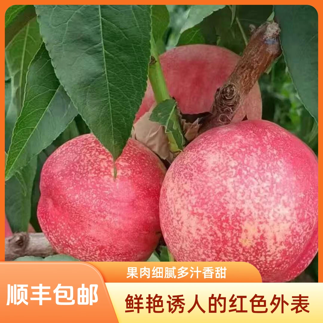 大连红珊瑚油桃脆甜嘎嘎好歹桃子新鲜脆桃顺丰包邮
