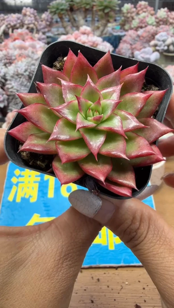 东云多肉园二店-98