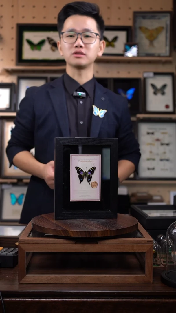 玫瑰青凤蝶悬浮款8寸竖