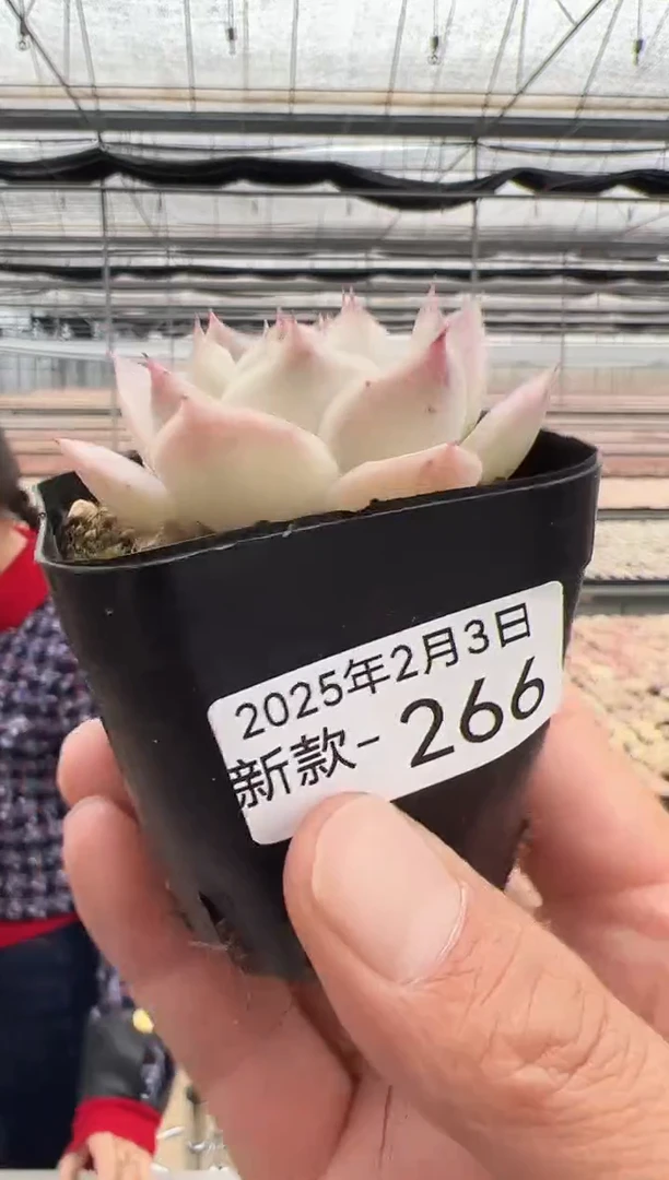 【闪购商品】新款多肉-266