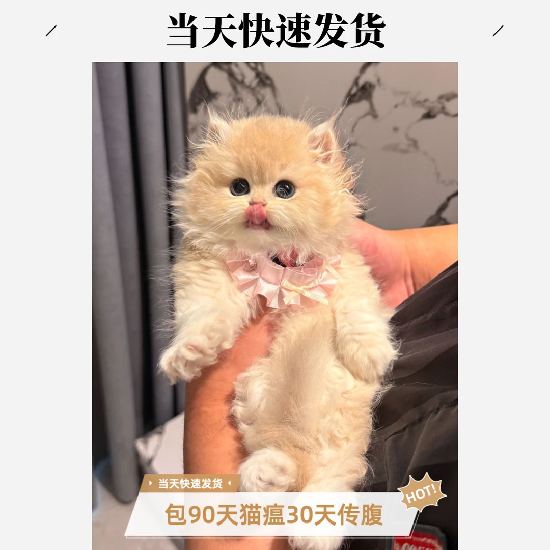 【伊伊家】超可爱猫猫链接