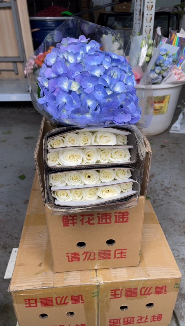骄傲白玫瑰20枝+蓝色绣球1枝