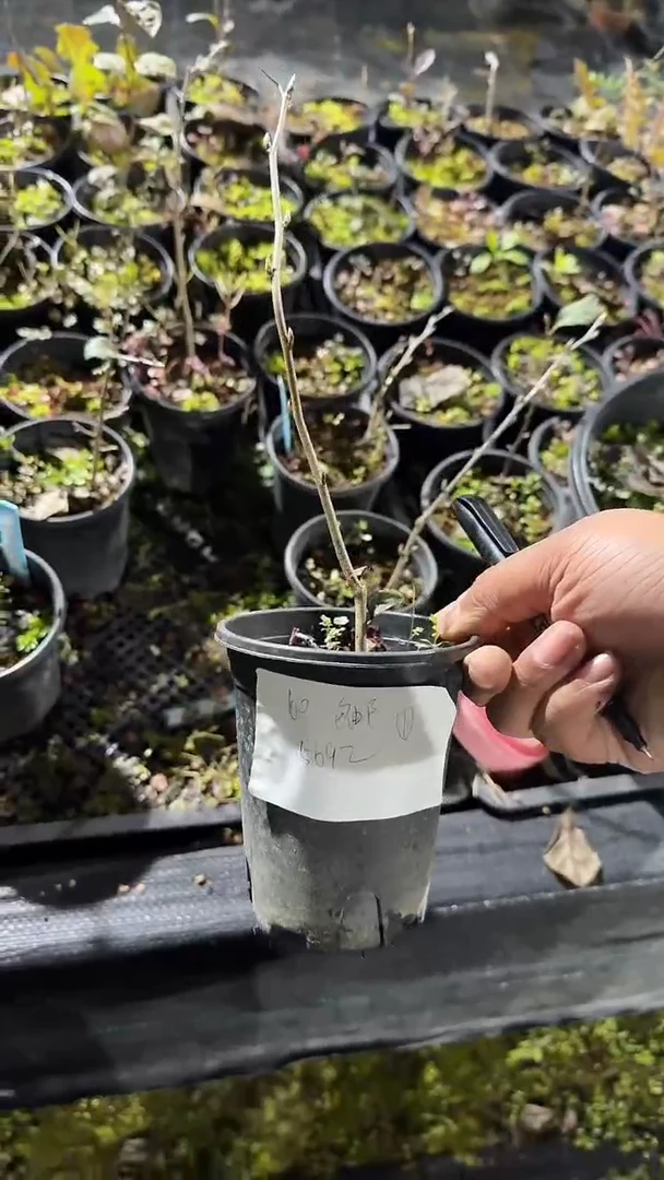 无花朵书**选/60顺丰包邮/251216/1/红光