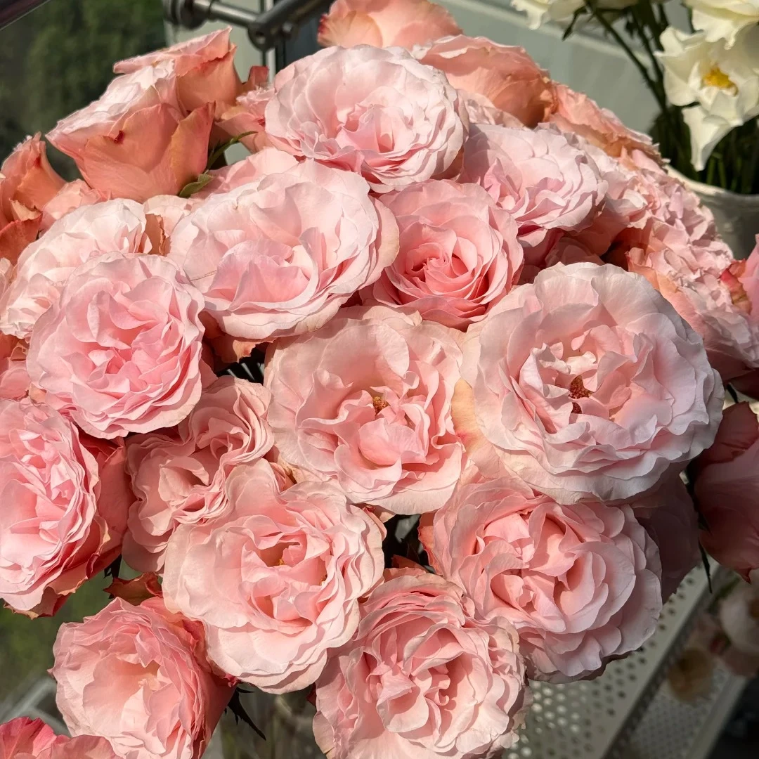 花福十花边新闻-多头玫瑰和弦-鲜花批发直播