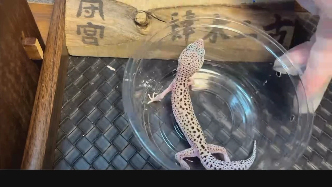 豹纹守宫豹纹守宫拾叁