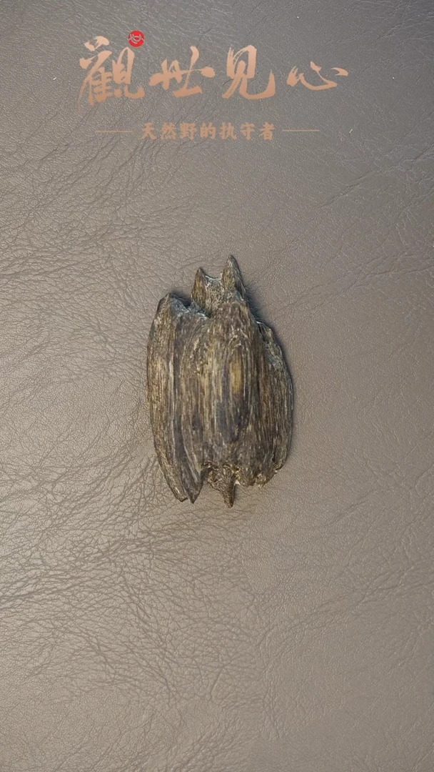 沉香沉香碎屑海南虎斑棋壳料  5g