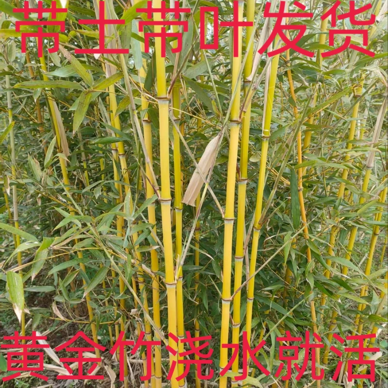 精品黄金竹庭院观赏四季常青景观竹子耐寒耐旱四季不落叶发财竹