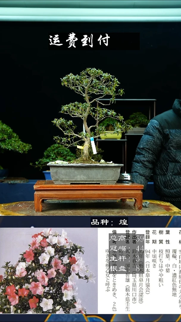 【闪购商品】无Y00592