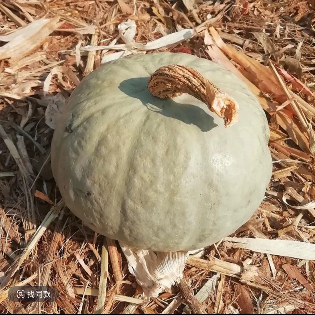 【新疆银贝贝南瓜】新疆直发沙漠粉糯香甜适合宝宝辅食代餐d