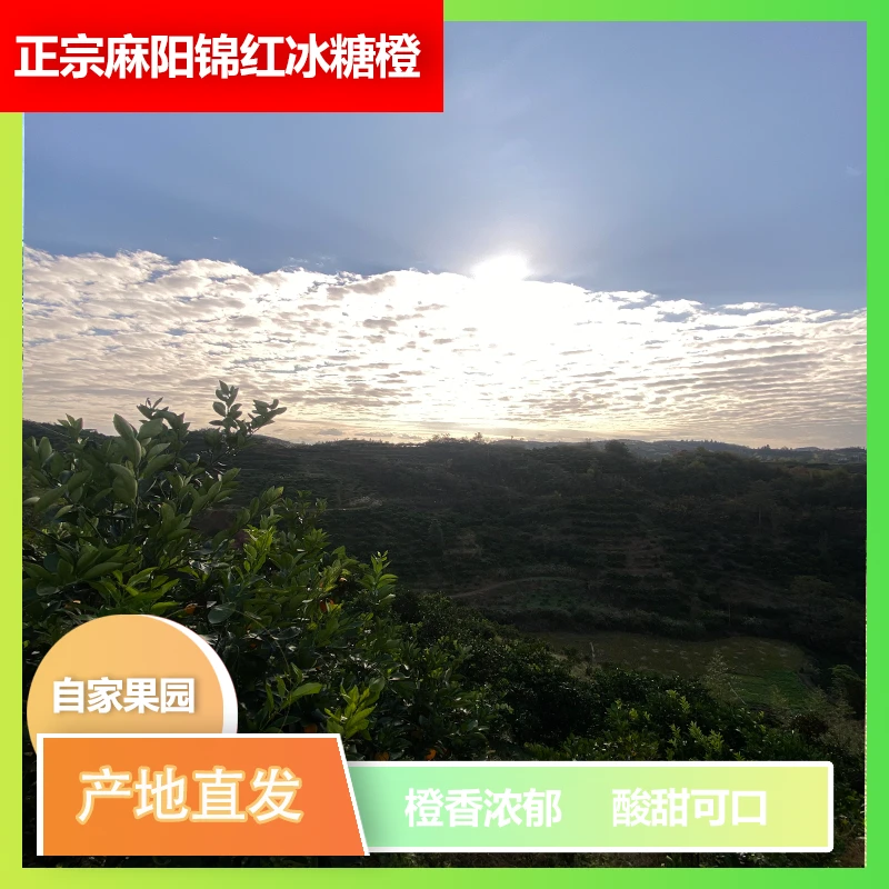 湖南麻阳【纽荷尔】脐橙当季自家果园酸甜口感