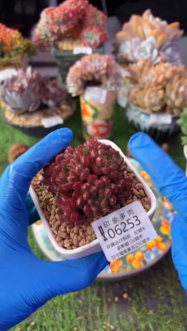 昆明印象多肉06253