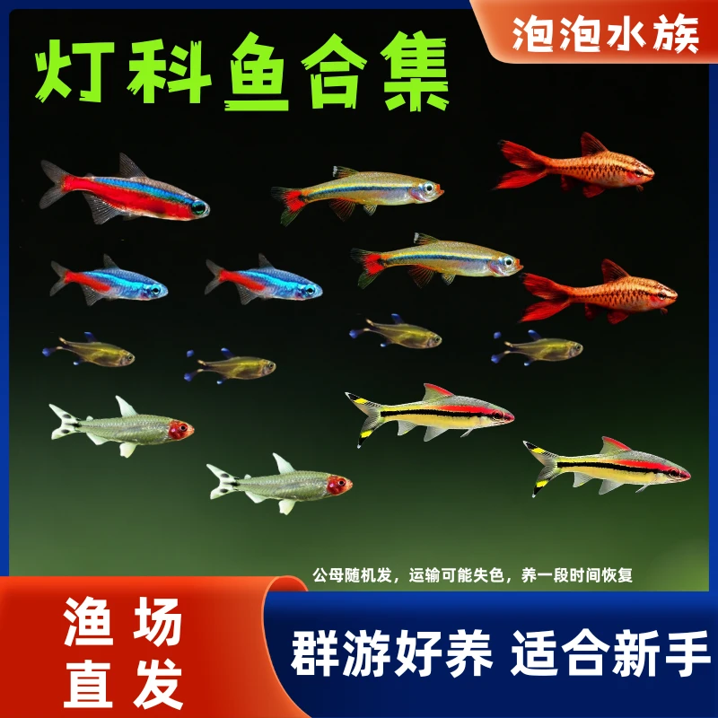 【灯科鱼合集】小型迷你灯宝莲灯观赏鱼灯科鱼好养耐活适合新手