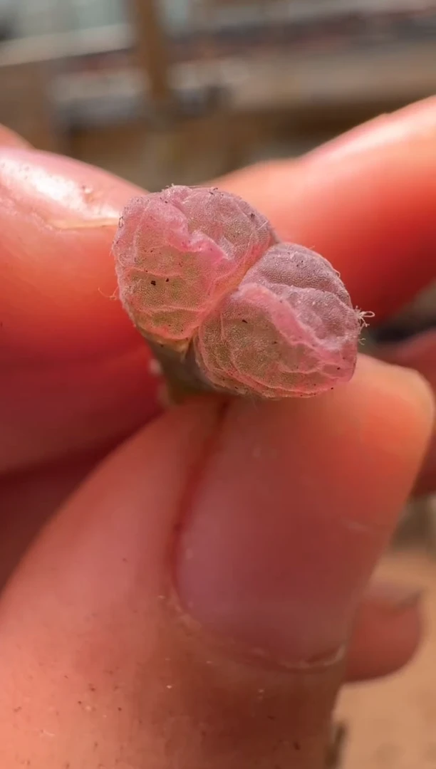 美丽的肉石头16-69郁金香
