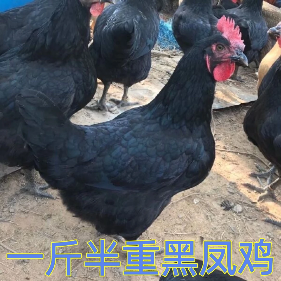 【鸡场直发】一斤半重长尾鸡宠物鸡农家散养土鸡黑凤鸡