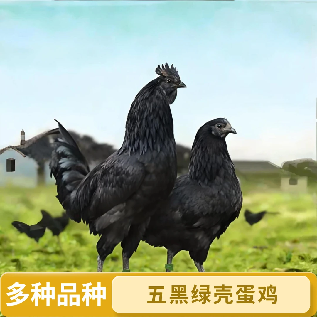 多品种宠物鸡顺丰包邮（三黄鸡肉土鸡麻羽五黑绿壳九斤红等特大）