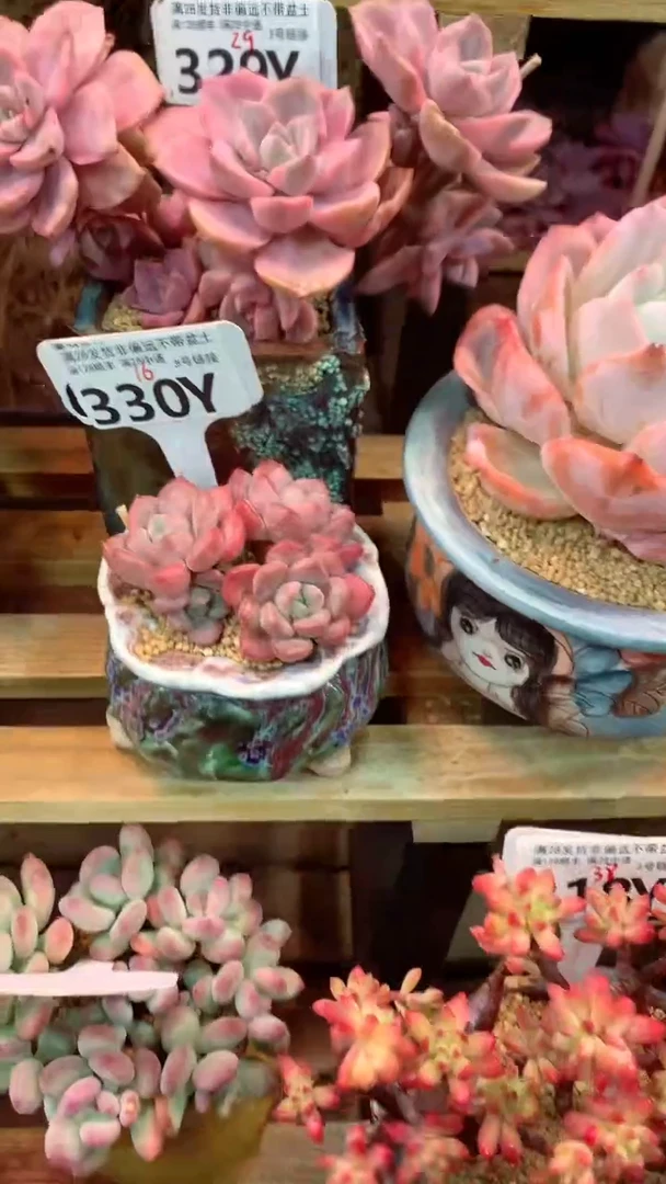 330Y（一物一拍实付满28发货，默认不带盆土）