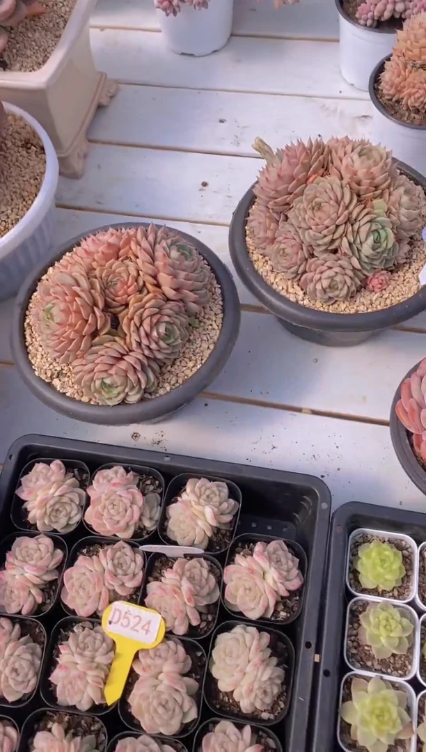 【闪购商品】D890-苯巴大群脱土发