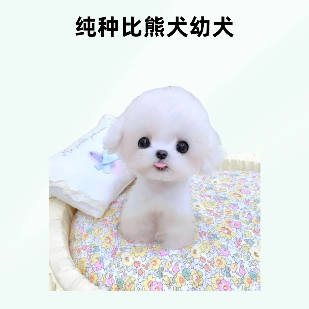 萌萌姐家的韩系比熊