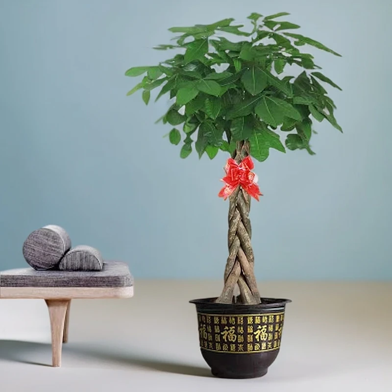 五编摇树室内绿植店铺大盆栽绿植室内绿植客厅发财树常绿植物大棵