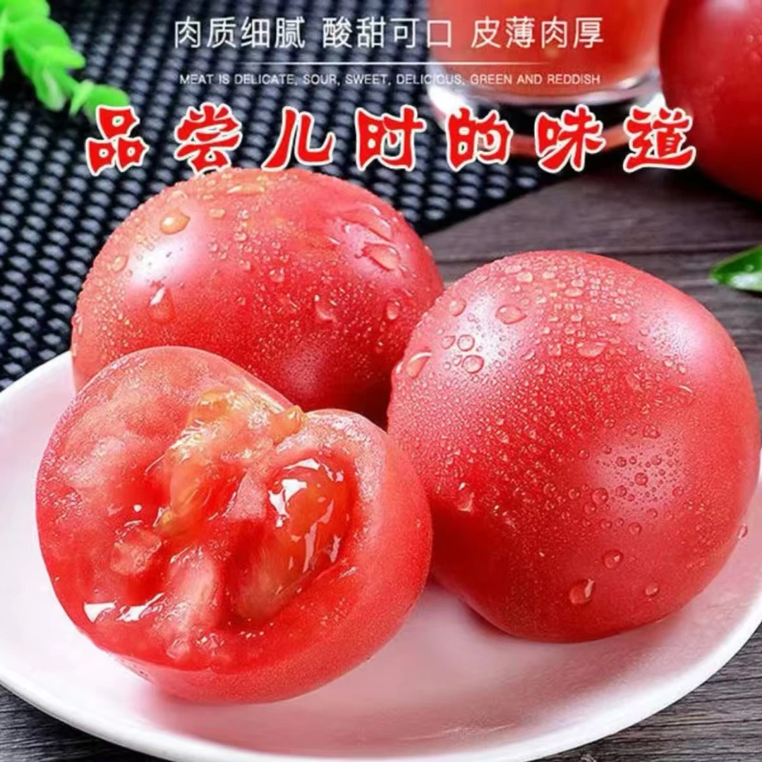 四川攀枝花老品种爆汁沙瓤西红柿番茄露天自然成熟老式沙瓤西红柿