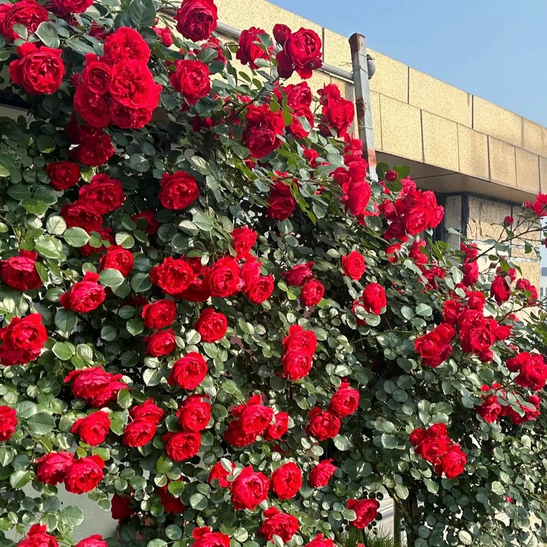 《佛罗伦蒂娜》四季开花大花浓香月季花藤本耐寒好养