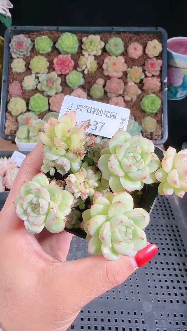 1122-137群生不包整