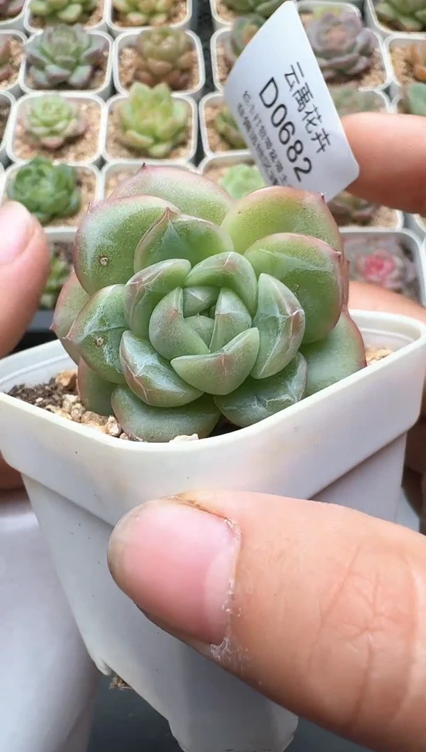 682D云禹多肉植物 带盆土纸巾打包 3颗包邮