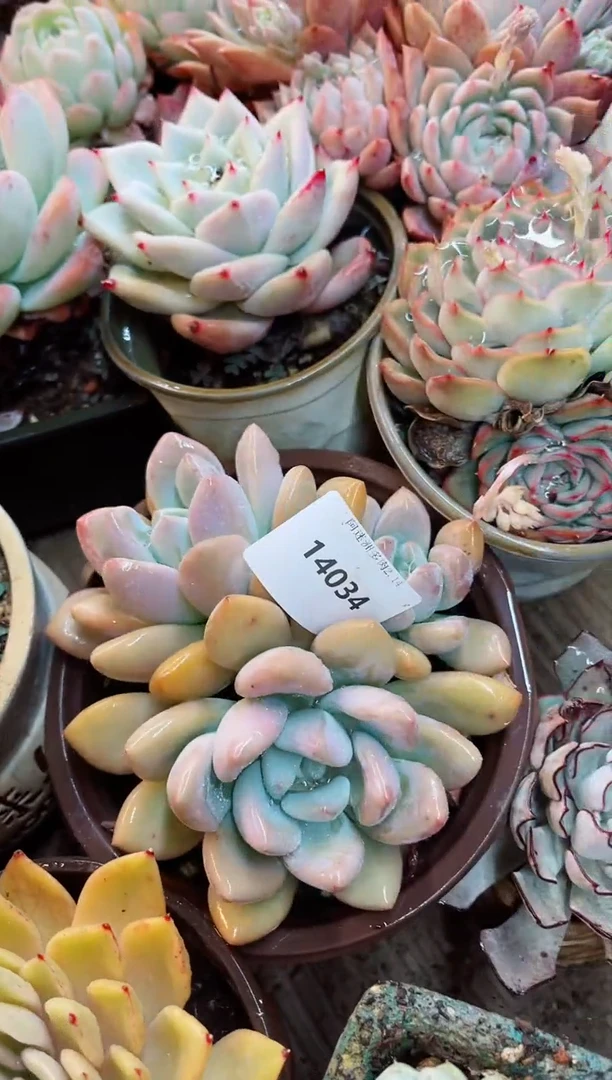 【闪购商品】14034