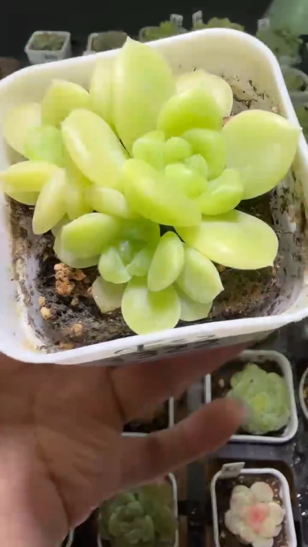1322  CFS2多肉植物