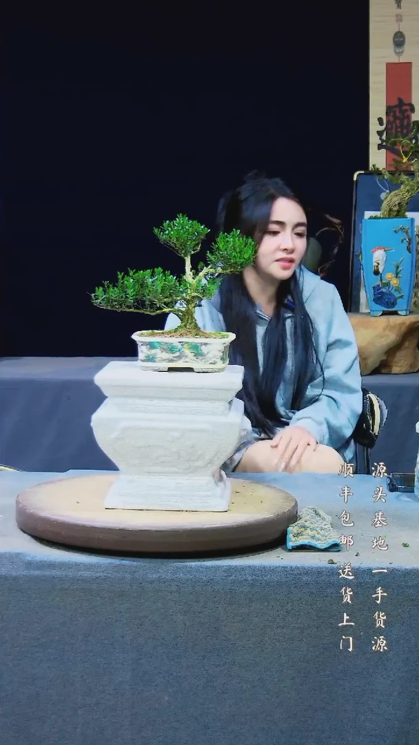 【闪购商品】黄杨盆景黄杨盆景