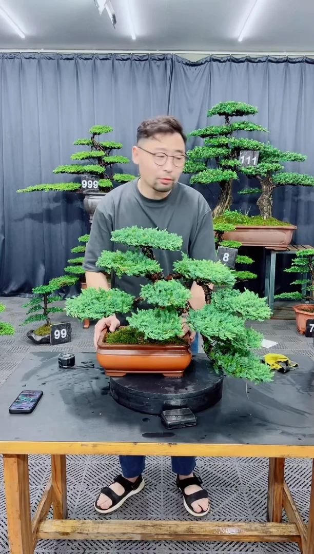 无花朵珍珠柏盆景....