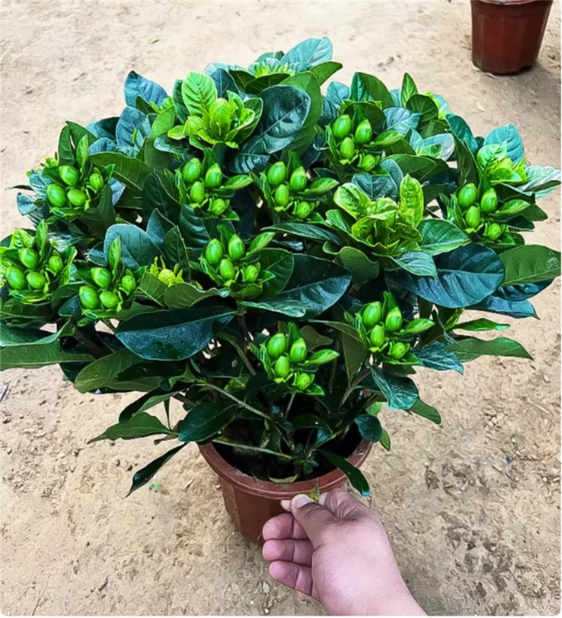 大叶牡丹栀子花盆栽植物不带花苞阳台植物浓香型老桩室外喜光喜水