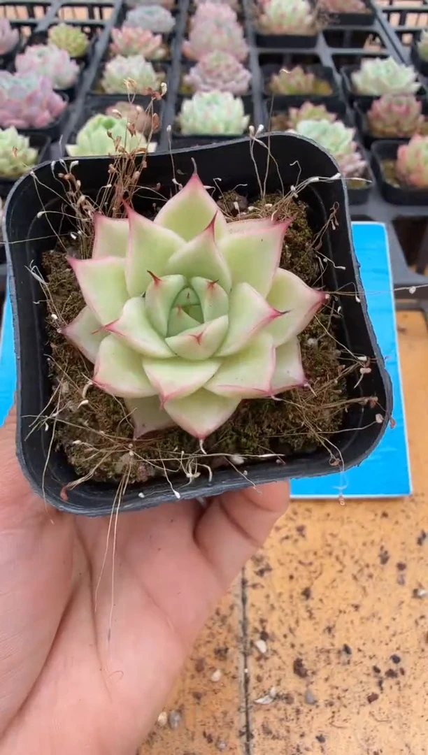 东云多肉园二店-188