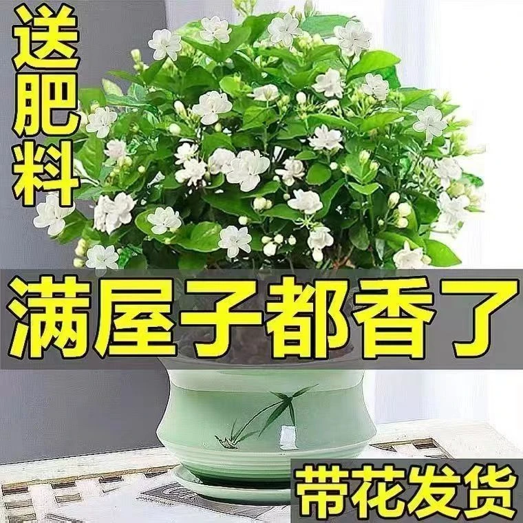 【带花发货】茉莉花盆栽四季开花带花苞室内绿萝水培花卉植物茉莉