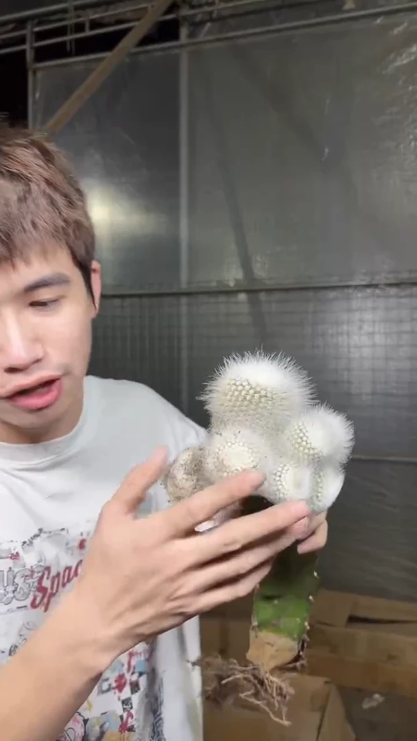 多头 白小丁【嫁接】