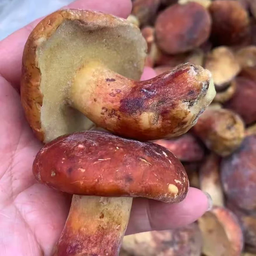 云南野生菌红葱牛肝菌冻鲜菌 免切免洗 顺丰空运包邮