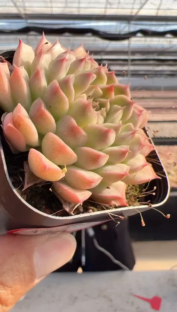 【闪购商品】福利-78