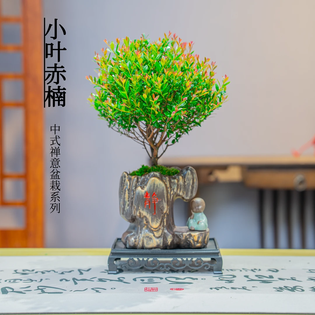 金丝楠木盆栽室内土培净化空气四季常青桌面观景精致绿植盆栽