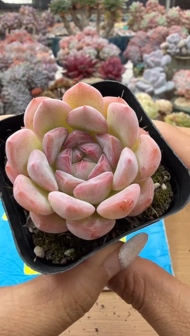 东云多肉园二店-64