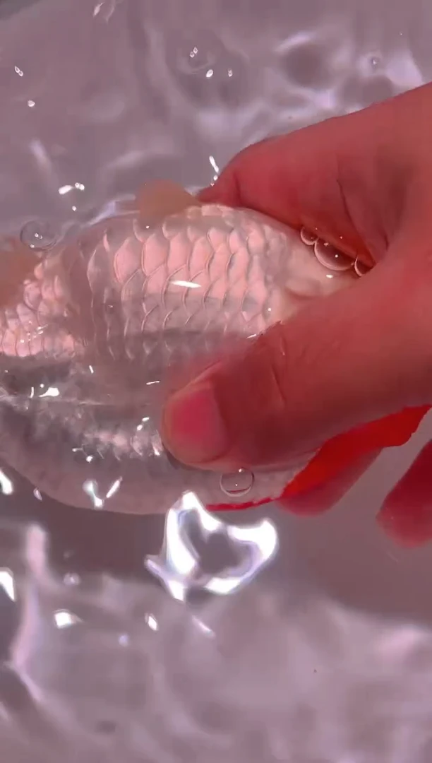 狮头鱼喜****莉红白兰寿一只