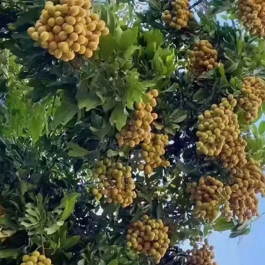 【顺丰包邮】正宗四川宜宾书楼镇现摘新鲜当季储良、宝宁一号龙眼