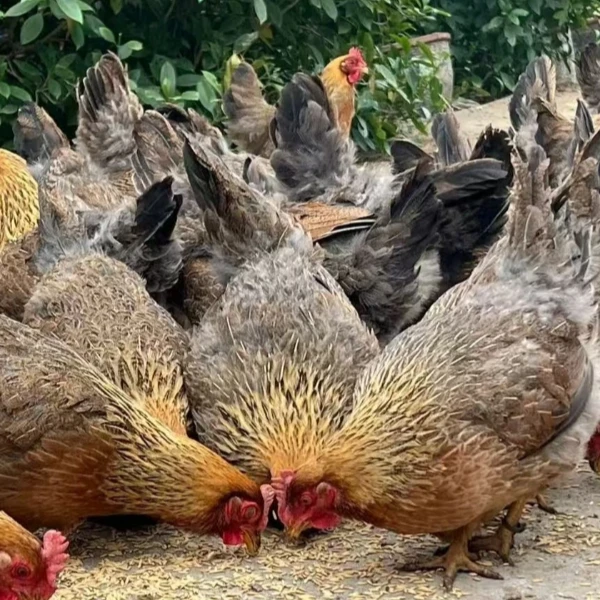 【正宗农户散养粮食土鸡、土鸭、土鹅、】次日达今天拍明天到、2000g起烧烤食材鸡肉同城配