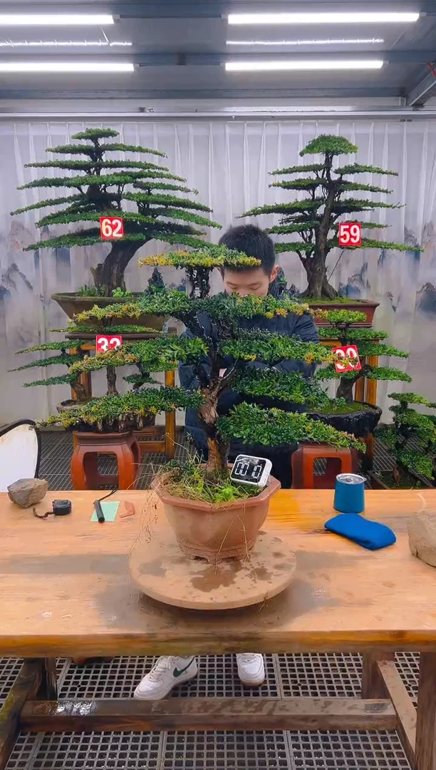 无花朵精品盆景直播间一物一拍