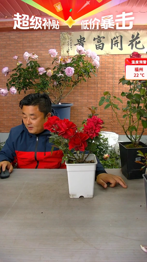当前无花朵，栽培后可花朵娜塔莉