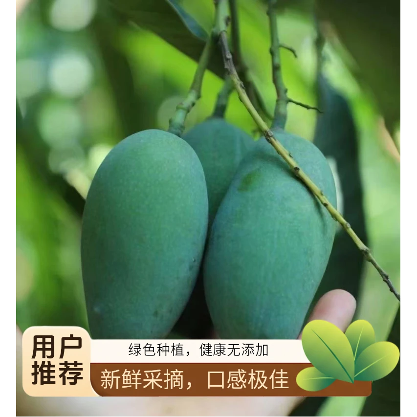 【买5斤送1斤】小青芒 云南保山潞江坝黄心香甜小香芒新鲜水果