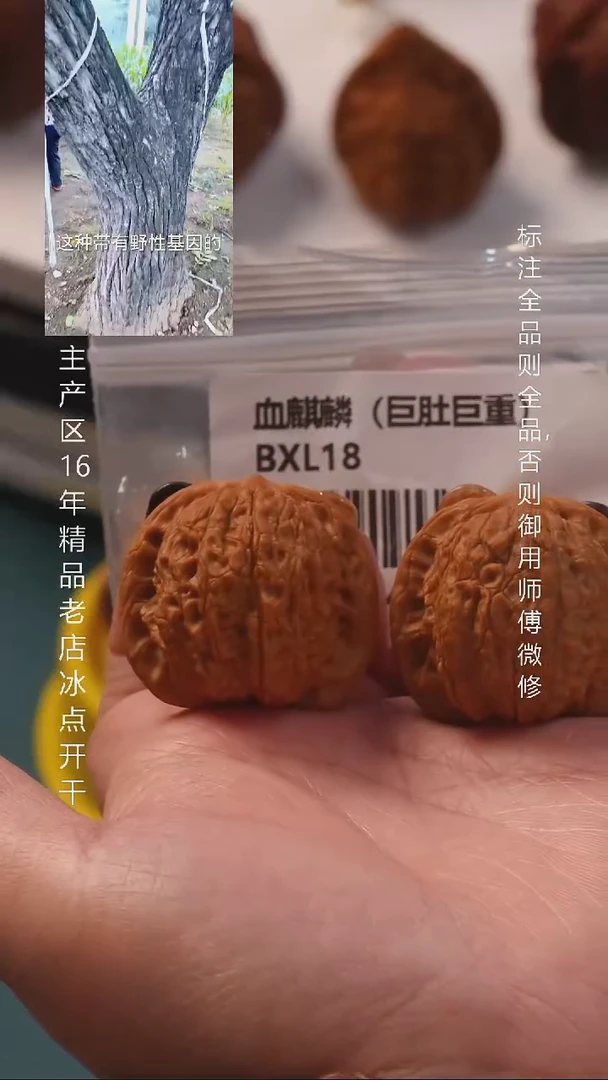 把件桃核36血麒麟巨肚8号