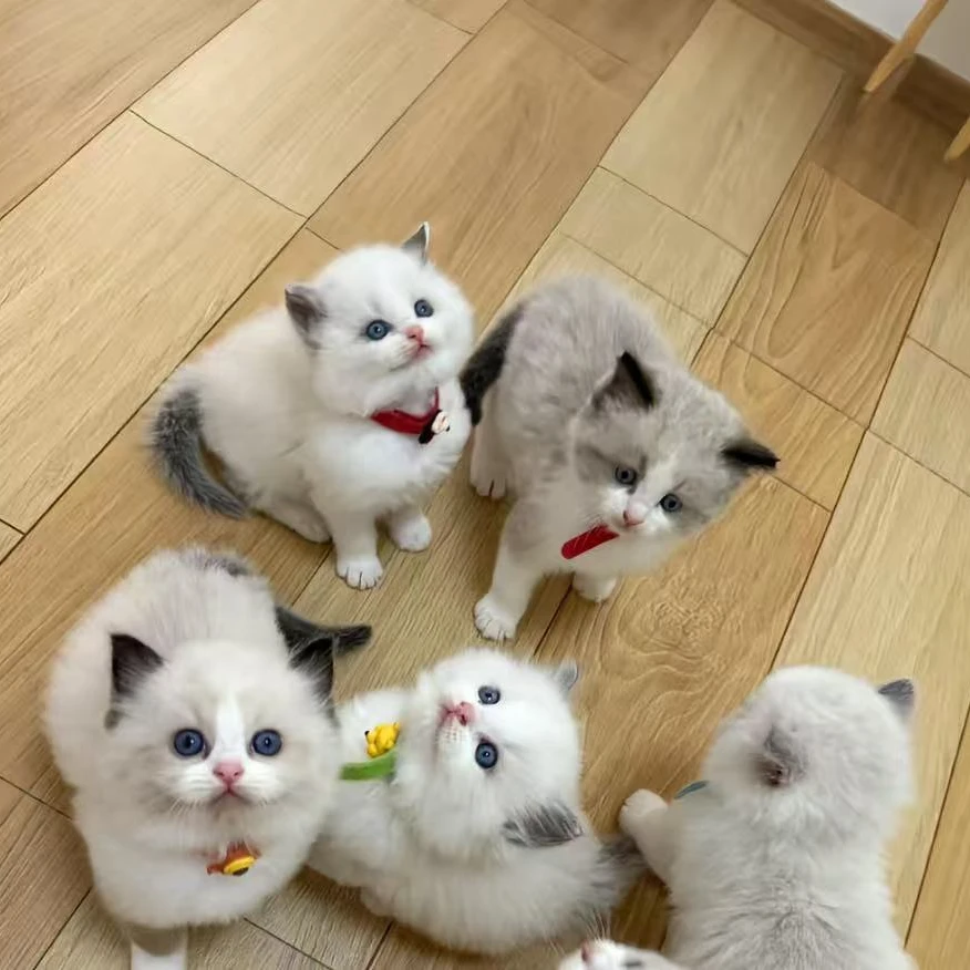 （萌主）全品类宠物猫活体包含银渐层蓝猫蓝白虎斑三花等