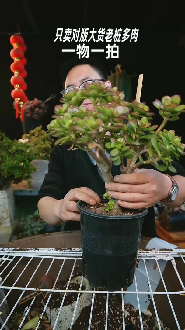 【闪购商品】88号摇钱树