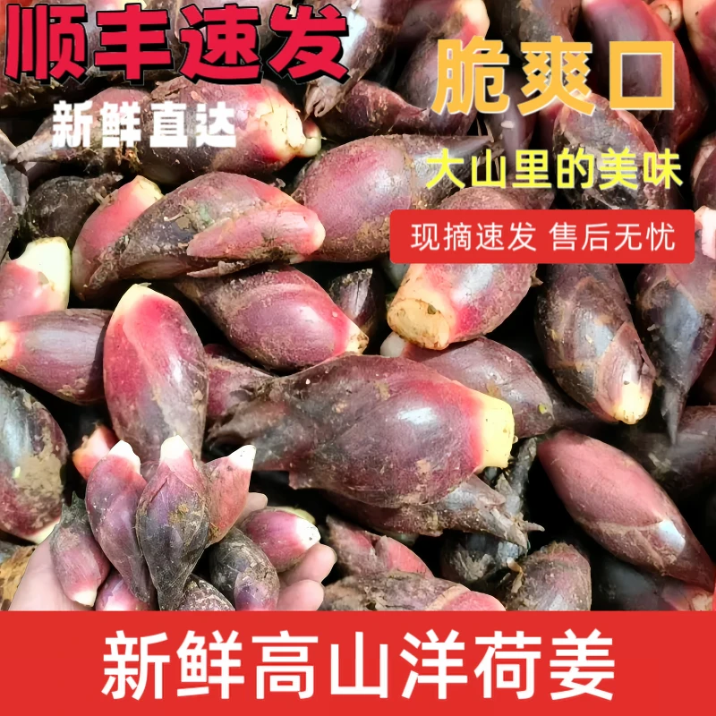 新鲜洋荷姜现摘现发阳荷姜洋荷笋洋霍阳合姜洋火洋河凉拌蔬菜批发