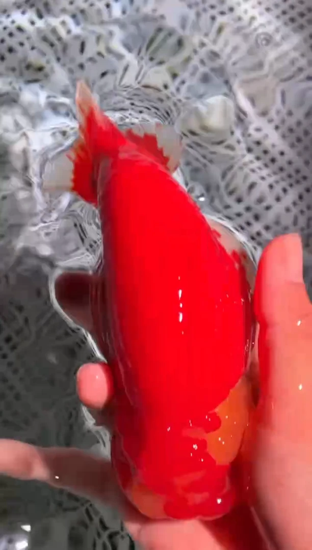 金鱼（运费到付，马印灯下展示）福州追鱼兰寿金鱼